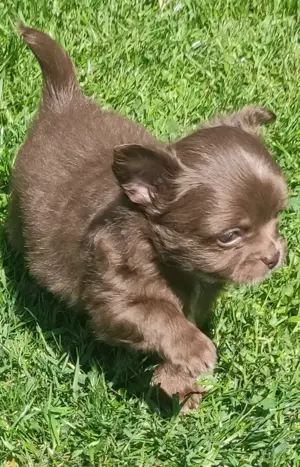 Chihuahuawelpen in kurz-und langhaar suchen demnächst ein liebevolles Heim.