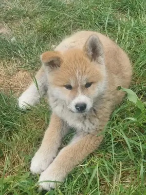 Akita Inu Welpe