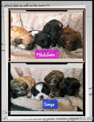 Zauberhafte reinrassige Shih-Tzu Welpen 