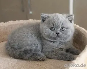 Britisch kurzhaar Kitten