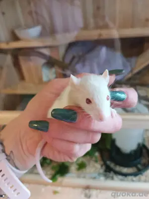 junge farb ratten anzugeben 