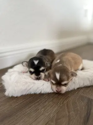 Chihuahua Welpen 