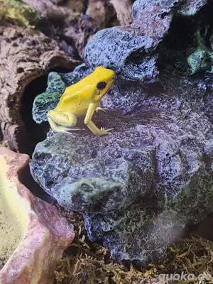 1.0 Phyllobates terribilis 