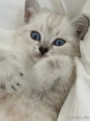 Süßer Tabby Point BKH Kater abzugeben