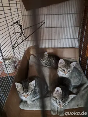 baby katze