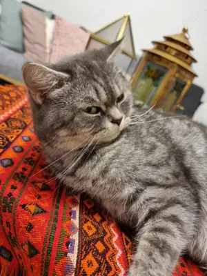 2 BKH Katzen weiblich 