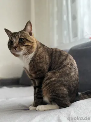 deckkater 