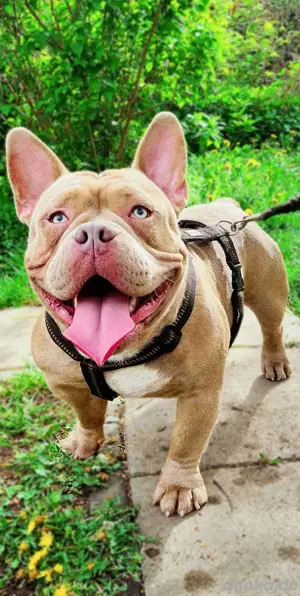 American bully deckrüde 