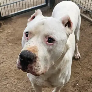 Dogo Argentino Golfo sucht sein Zuhause!