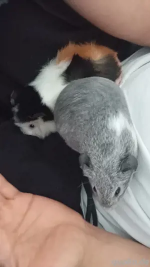Meerschweinchen 