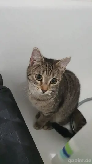 Katze zu vergeben wegen umzug