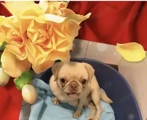 Altdeutsche Mops Dame sucht eine neue Familie in 
