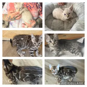 Exklusive Bengal kitten 12 Wochen in tollen Farben mit Stammbaum 
