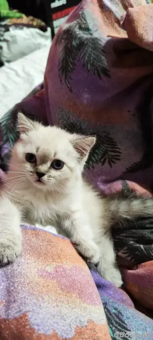 Perserkätzchen zur Adoption   verspielt & liebevoll Geburtsdatum: 18.02.2025 Bild 2