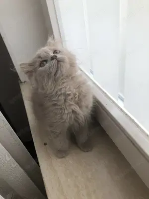 Baby katze BKH 