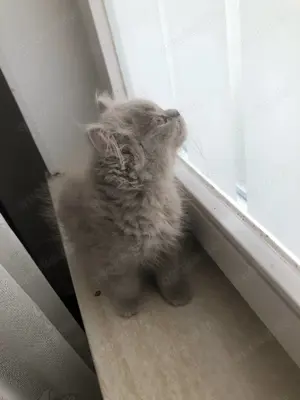 BKH Baby Kätzchen 