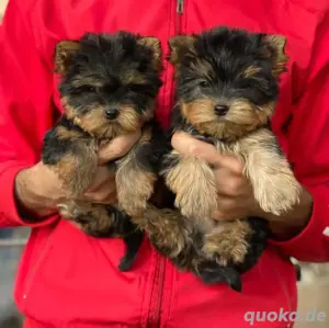 Super Yorkshire terrier mini welpen