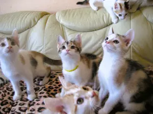 Noch 3 anhängliche, bunte Maine Coon- Mix Babys in XXL dürfen ausziehen