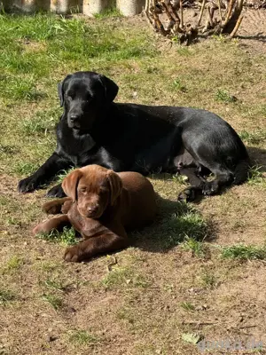 die süßesten und schönsten Labrador-Welpen