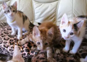 Nur noch 2 anhängliche, bunte Maine Coon- Mix Babys in XXL dürfen ausziehen Bild 8