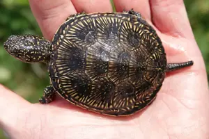 2 Weibliche Europäische Sumpfschildkröten Emys orbicularis orbicularis 