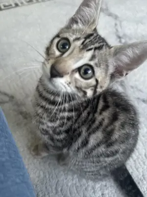 Bengalkater (4 Monate) sucht erfahrenes Zuhause 