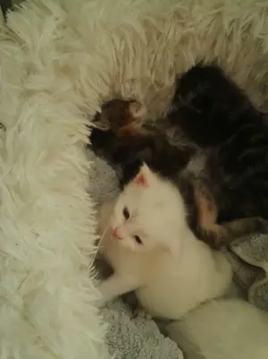 Maine Coon Rassekatzen zu verkaufen 