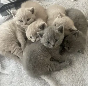 Unsere BKH Kitten sind endlich da   jetzt reservieren! 