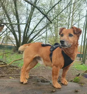 Mein Name ist Dzak und ich suche ein Zuhause!