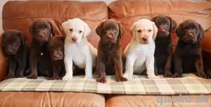 Labrador retriever welpen