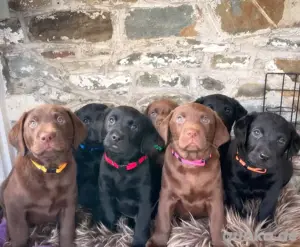 Labrador retriever welpen