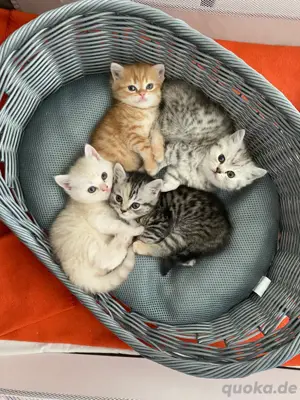 Britische Katzen