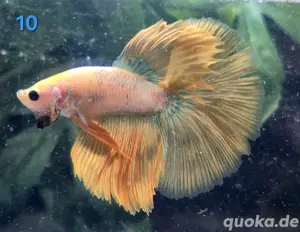 Kampffisch Männchen Betta splendens Halfmoon 