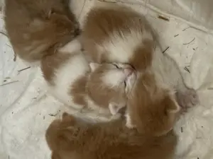Vier zuckersüße Katzenbabys suchen ein liebevolles Zuhause!