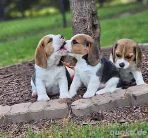 Beagle welpen