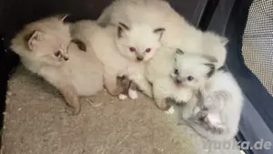 Ragdoll-Kitten suchen 