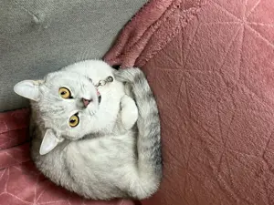 BKH Katze (Weiblich, Weiß Grau)   Geboren am 15.12.2023   Geimpft & Gechipt