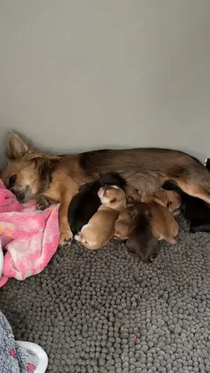 Chihuahua Welpen 
