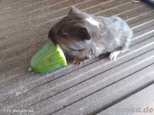 Meerschweinchen Junge 
