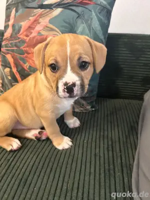 Bulldoggen mix