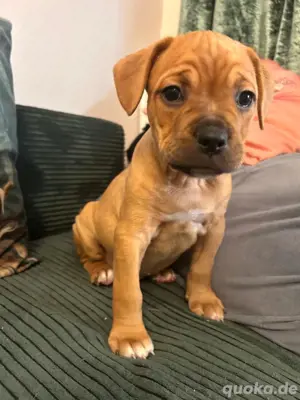 Bulldoggen mix