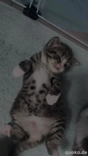 Babykatzen 