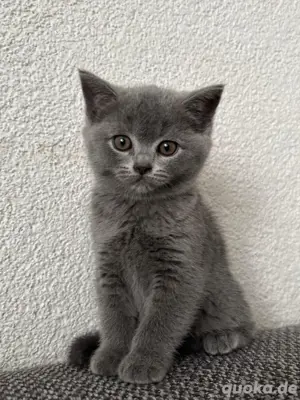BKH Kitten