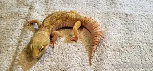 2 männliche Leopardgecko aus 22 Notverkauf 
