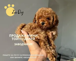 TOY Mini Pudel - 6 zauberhafte Welpen in Hamburg! Kein Haarwuchs, ideal für Allergiker