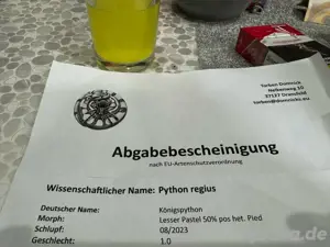 Königs Python 