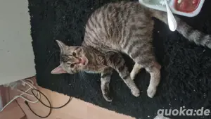 kater suchen neues zuhause  Bild 2