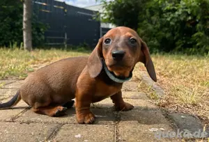 Zwergdackel, Teckel, Dachshund 