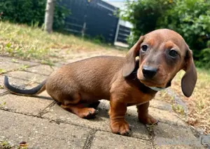 Zwergdackel Welpe