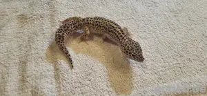 2.0.0 Leopardgecko Mack snow NZ 22 Notverkauf 